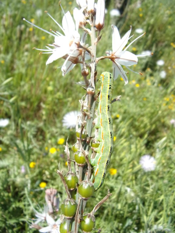 Xylena sp., larva su asfodelo
